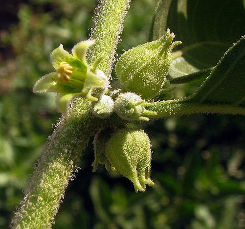 Ashwagandha.jpg