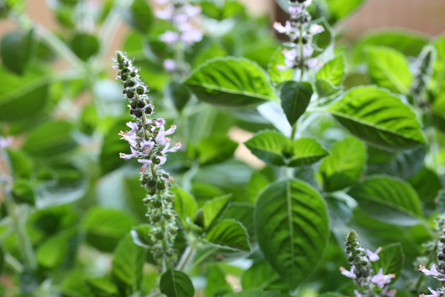 Tulsi flowers