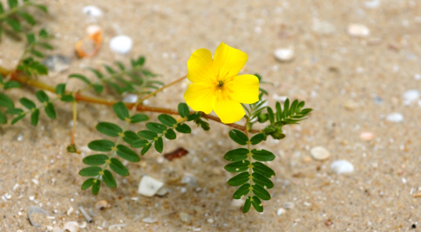 Tribulus flower