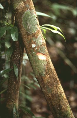 Klavo Khuaska Tinantinf Tynanthus panurensis