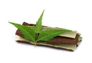 Neem - Azadirachta Indica