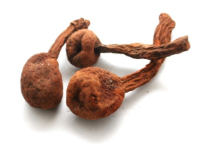 Huanarpo Macho - Jatropha macrantha